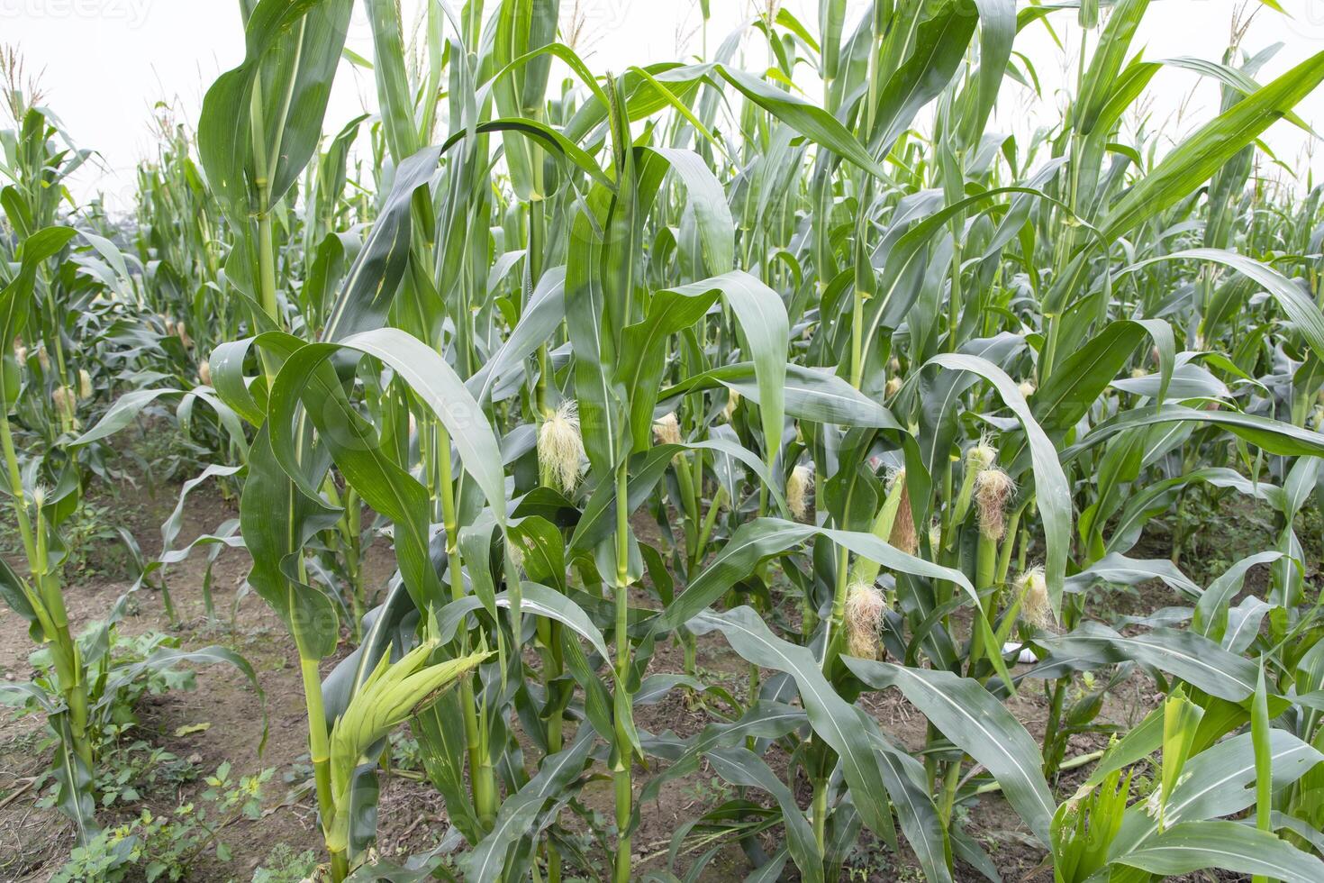 agricultural field of corn with young maize cobs growing on the  farm photo