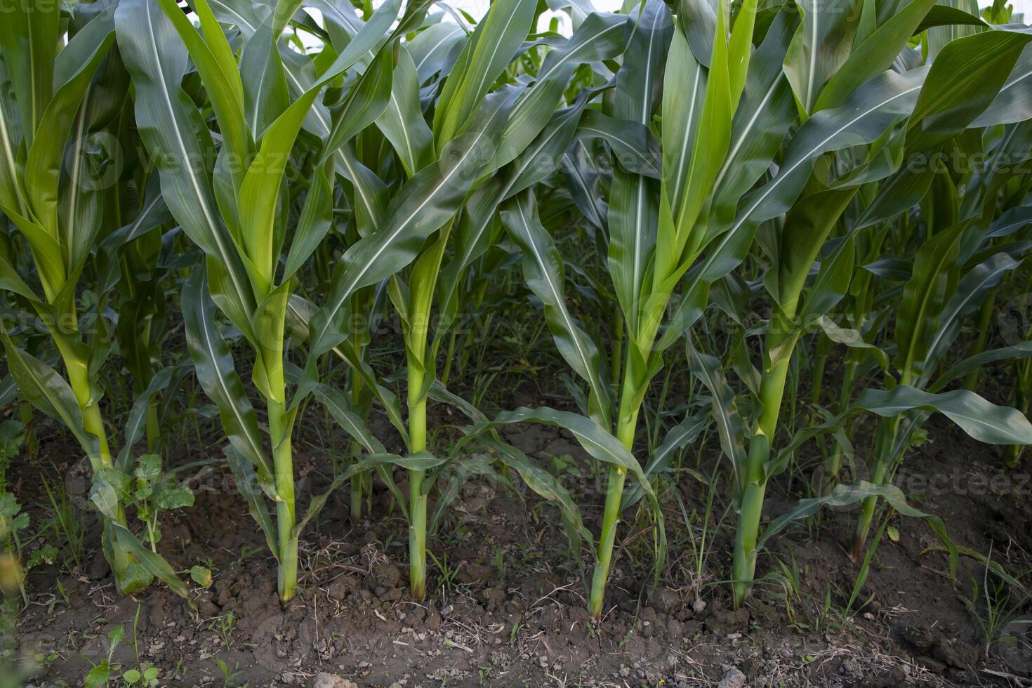 Agriculture corn fields growing in the harvest countryside of Bangladesh photo