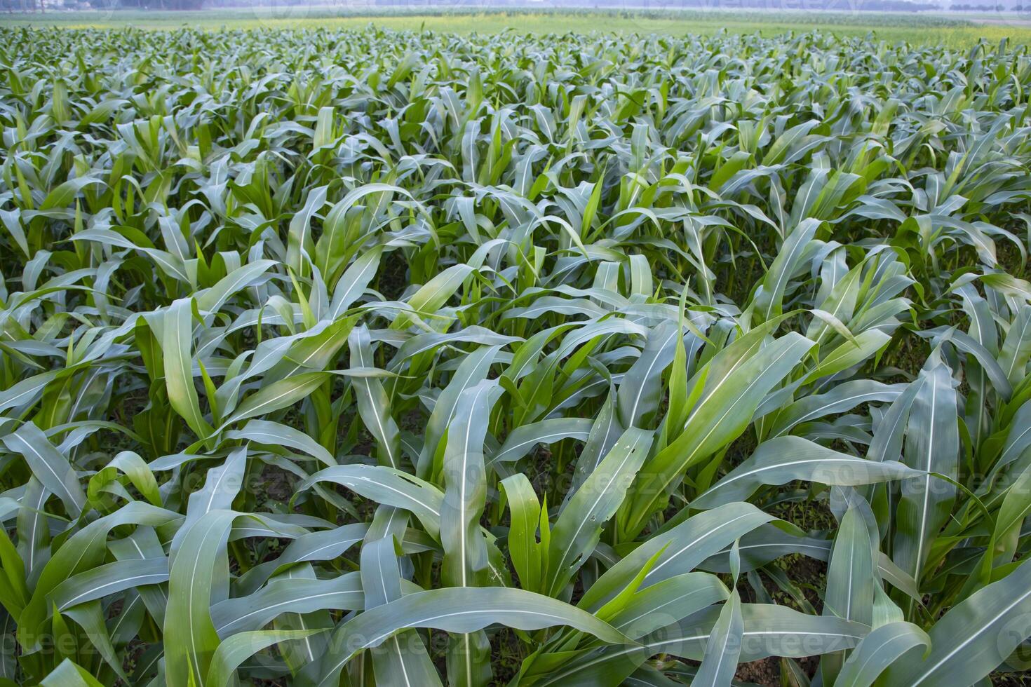 Agriculture corn fields growing in the harvest countryside of Bangladesh photo