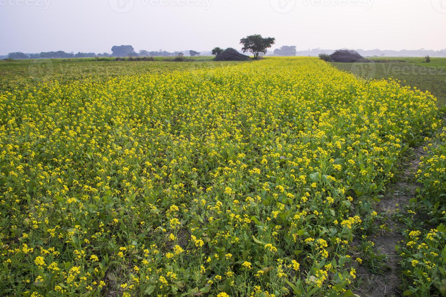 Beautiful Floral Landscape View of Rapeseed  in a field with blue sky in the countryside of Bangladesh photo