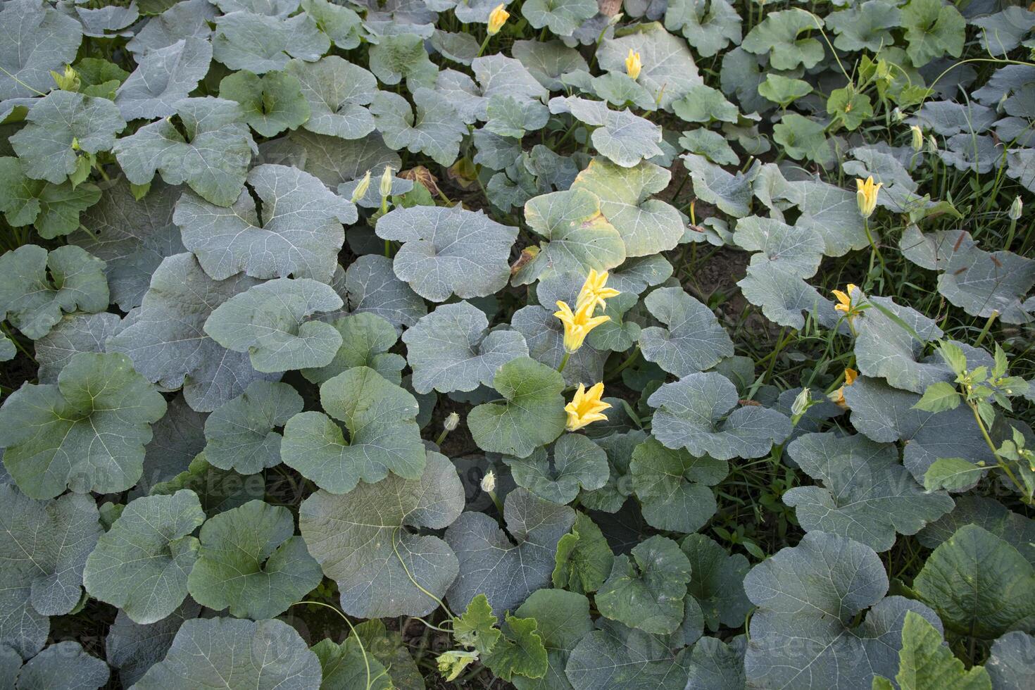 Green Organic vegetable sweet pumpkin Plantation in the garden photo