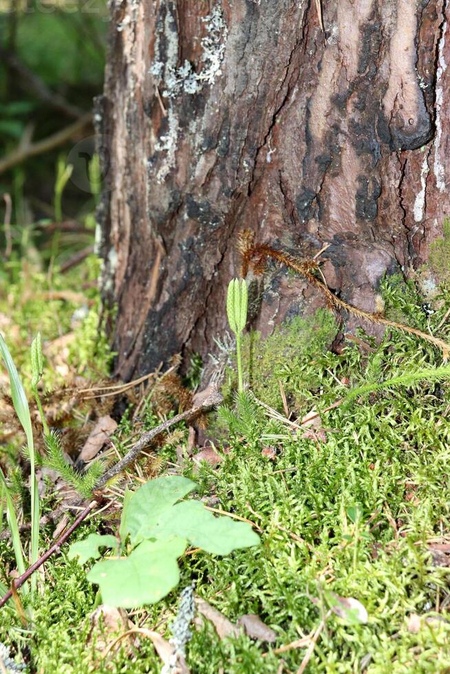 un joven verde pino brote cerca un adulto árbol a el raíces en el césped y musgo en el bosque. vertical foto, de cerca foto