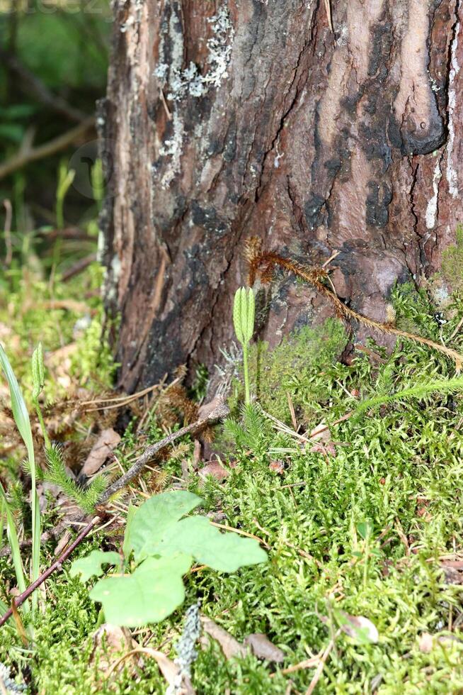 A young green pine sprout near an adult tree at the roots in the grass and moss in the forest. Vertical photo, close-up photo