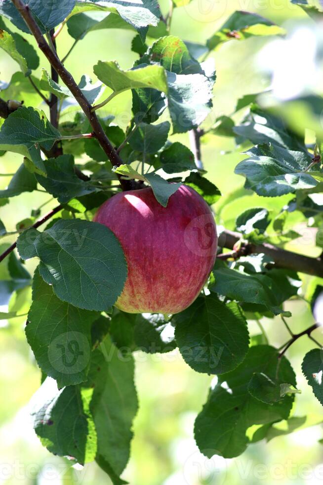 Red ripe Orlovskoe striped apple on a branch in the summer garden. Vertical photo, close-up photo