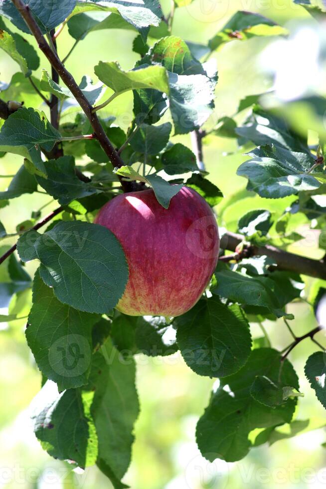 rojo maduro orlovskoe a rayas manzana en un rama en el verano jardín. vertical foto, de cerca foto