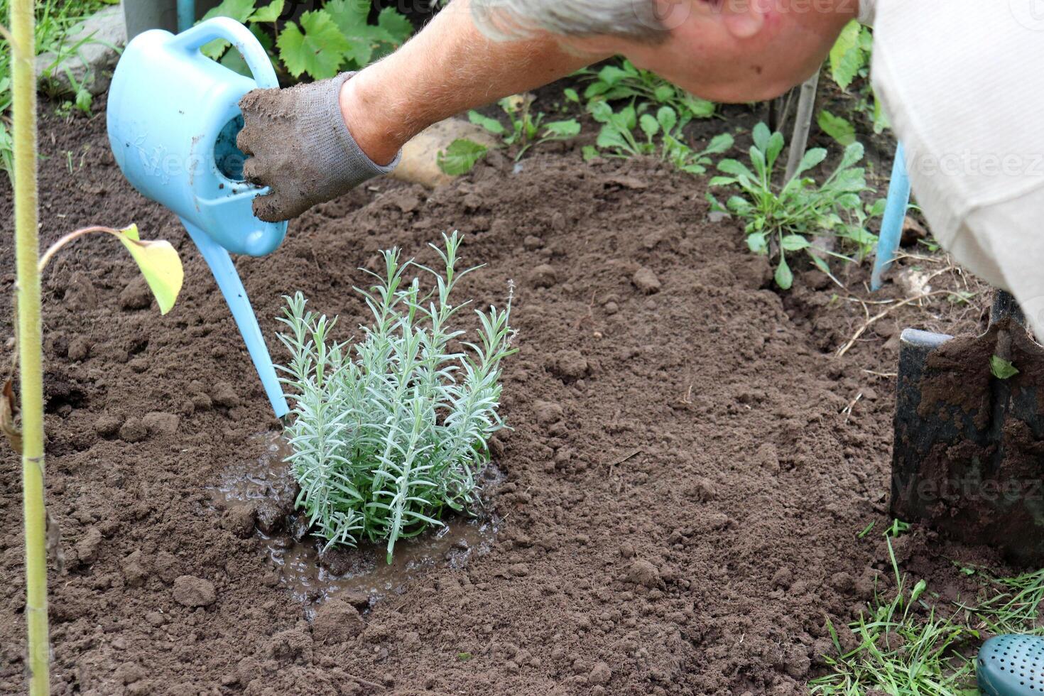 A retired man waters a freshly planted lavender bush in a garden bed on a cloudy summer day - hand with a watering can and cheek - close-up, horizontal photo. Gardening, hobbies, plant care, gardening photo