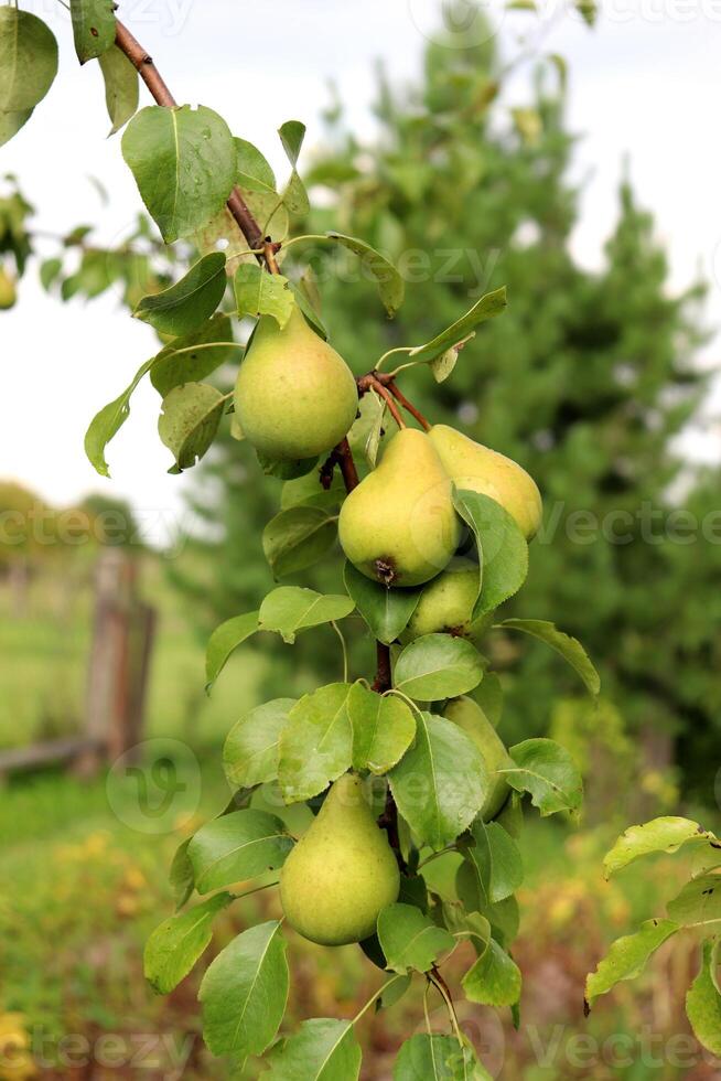 Yellow ripe Lada pears on a branch in the summer garden. Vertical photo