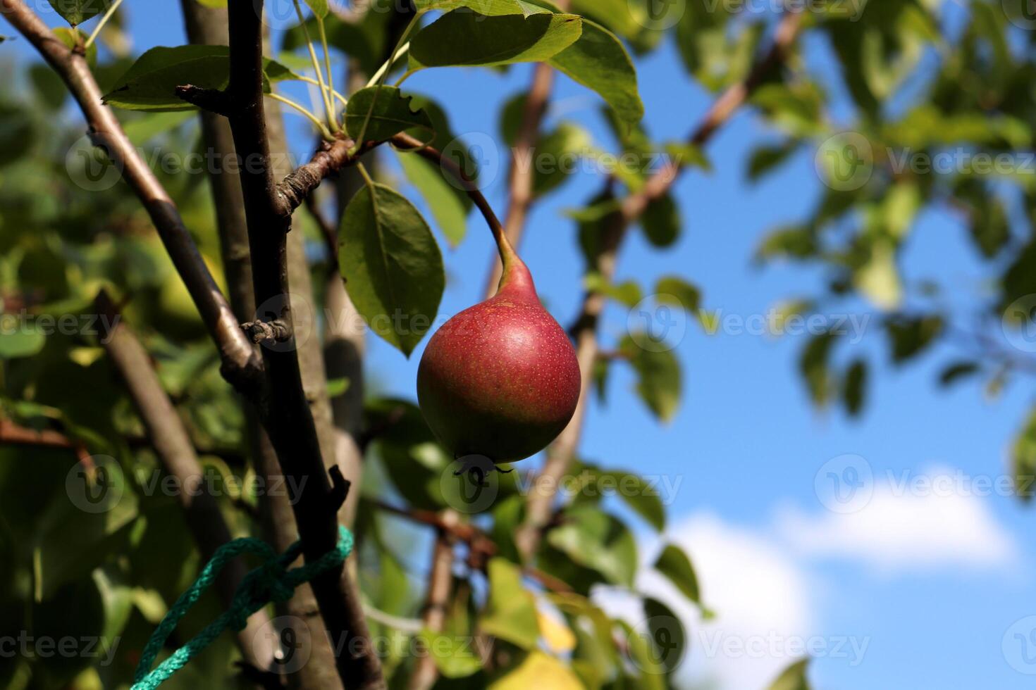 Red ripe round pear of the Naryadnaya Efimova variety on a branch in the summer garden. Horizontal photo