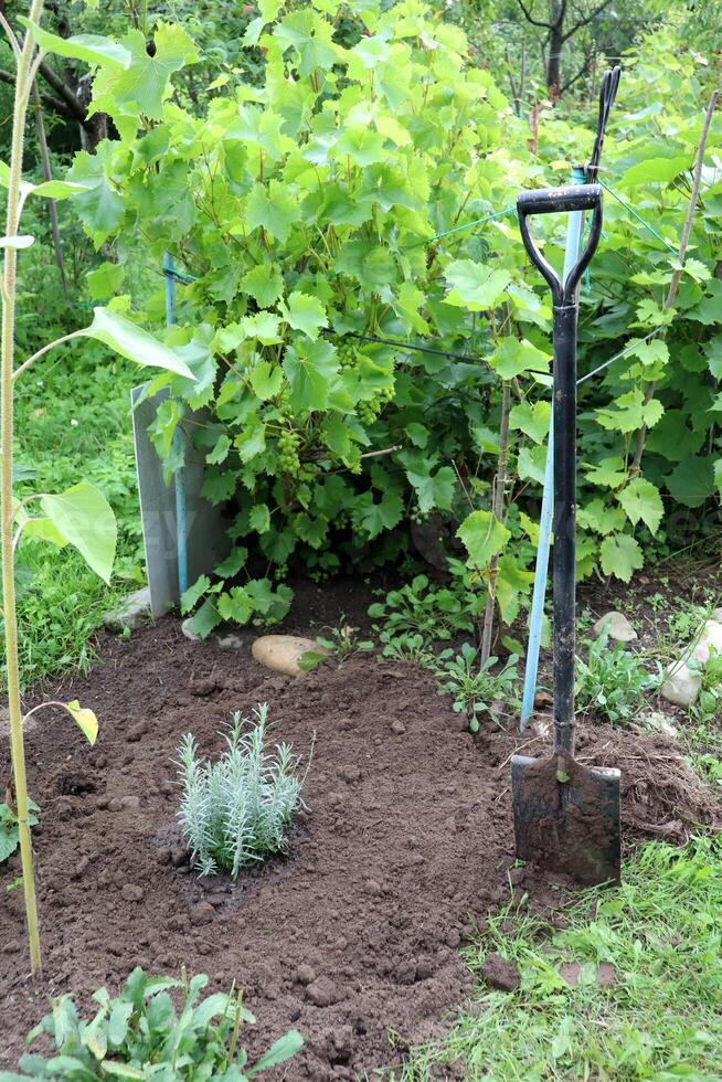 un recién plantado lavanda arbusto en un cama siguiente a un uva arbusto en el jardín en un nublado verano día, un pala en el suelo - vertical foto. jardinería, aficiones, planta cuidado, jardinería foto