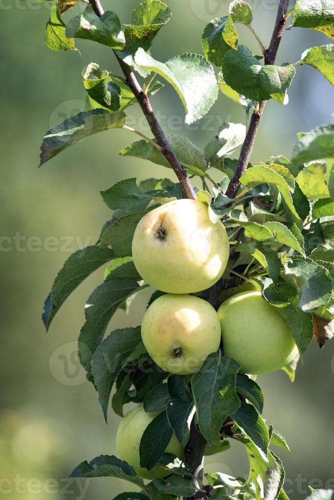 Ripe yellow apples of the Narodnoye variety on a tree branch in the garden on a sunny day. Vertical photo, close-up photo