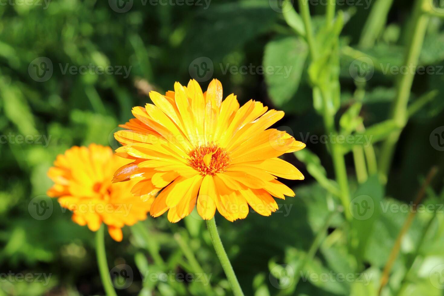 Orange calendula flowers in a flowerbed in the garden on a sunny autumn day. Natural floral background, horizontal photo, close-up, top view. photo