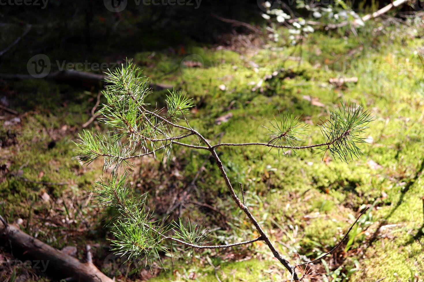 A branch of a young pine with green needles against the backdrop of a forest clearing on a sunny summer day. Horizontal photo, natural background photo