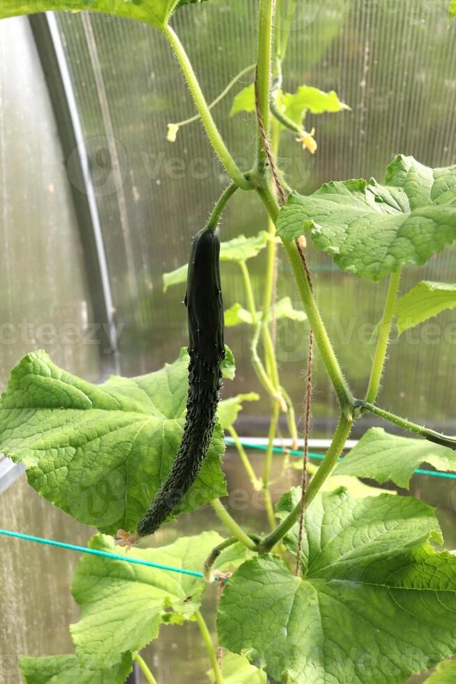 Ripe Samurai cucumber on a branch in a greenhouse, vegetable plant on a farm. Vertical photo, close-up photo