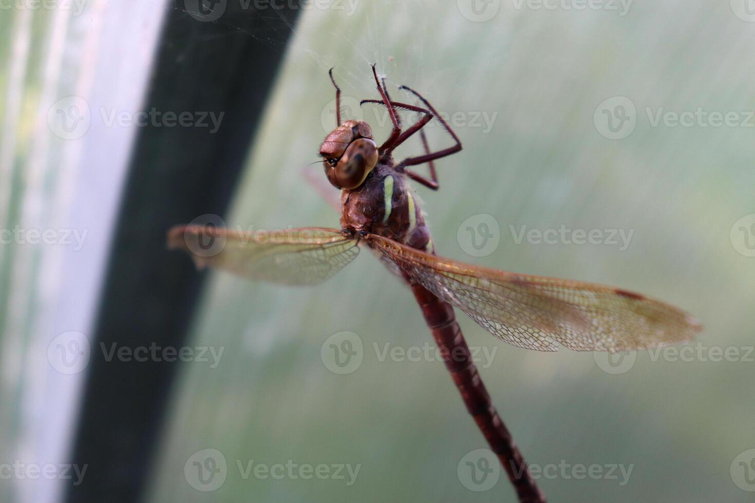 A dragonfly got caught in a web under the roof of a greenhouse in the summer - an insect trapped by a spider, close-up, horizontal photo. photo
