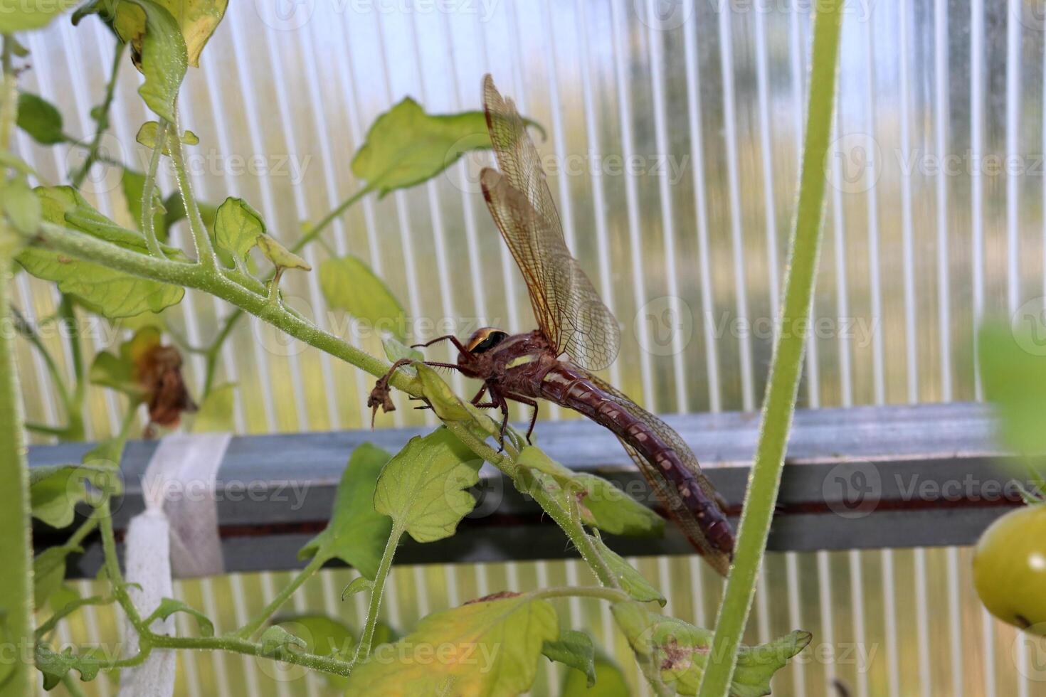 A dragonfly sits motionless on the stem of a tomato plant in a greenhouse, close-up, horizontal photo. photo