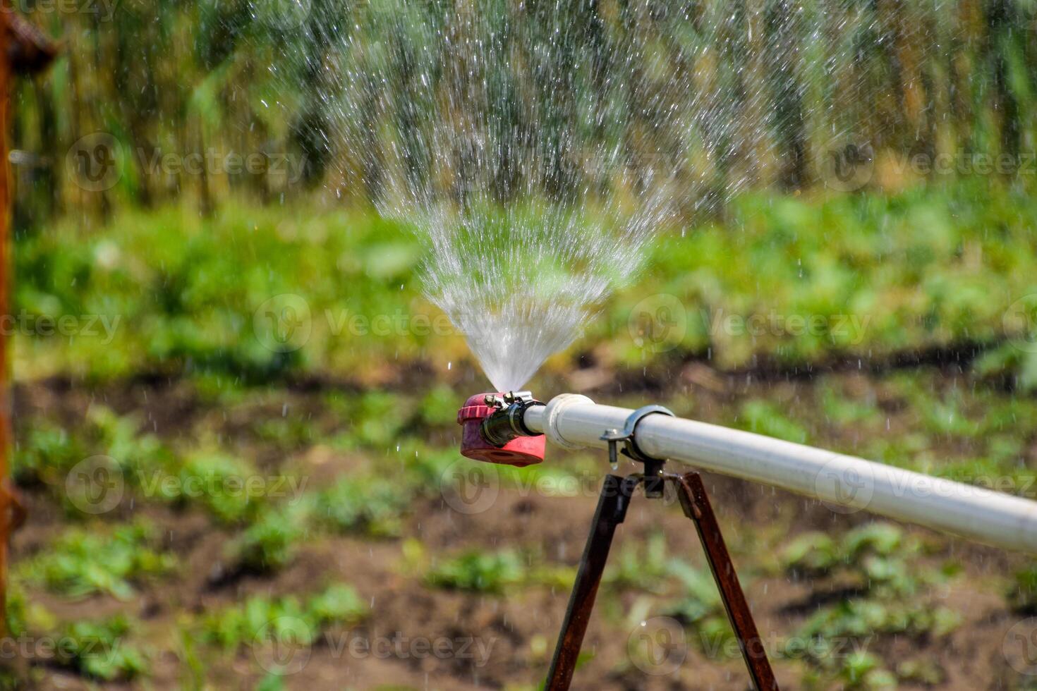 Water sprinkler for watering in the garden. Watering in the garden photo