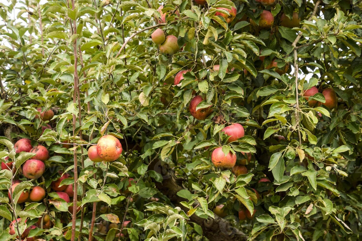 manzana huerta. filas de arboles y el Fruta de el suelo debajo t foto