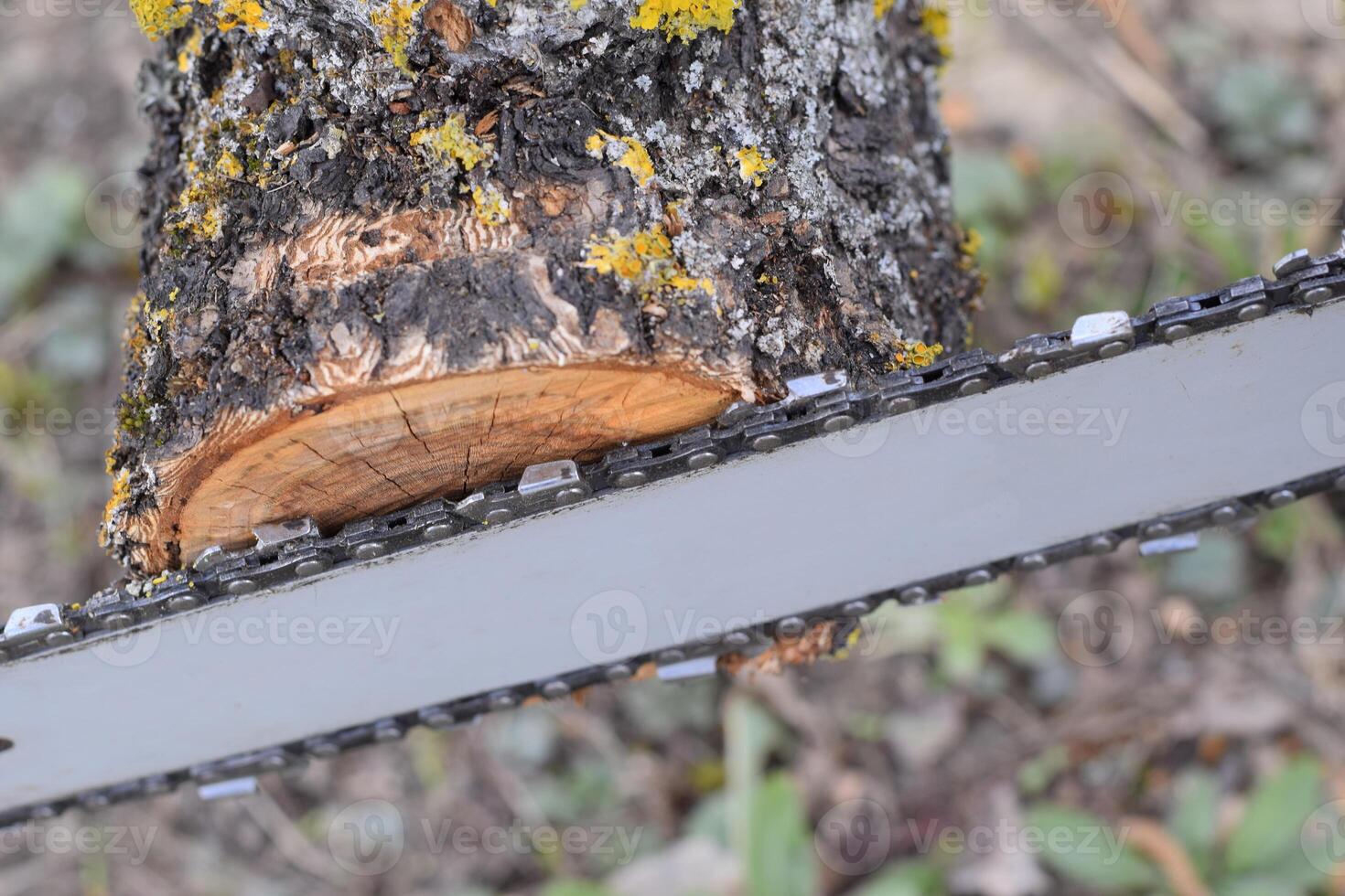 sawn electric sawing tree photo
