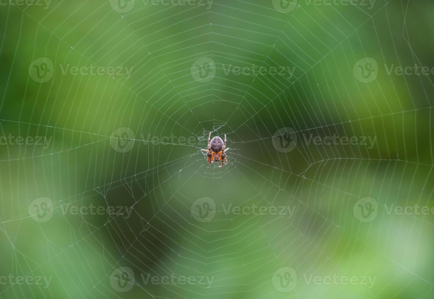 Small spider in his web of Araneus. Lovcen spider network photo