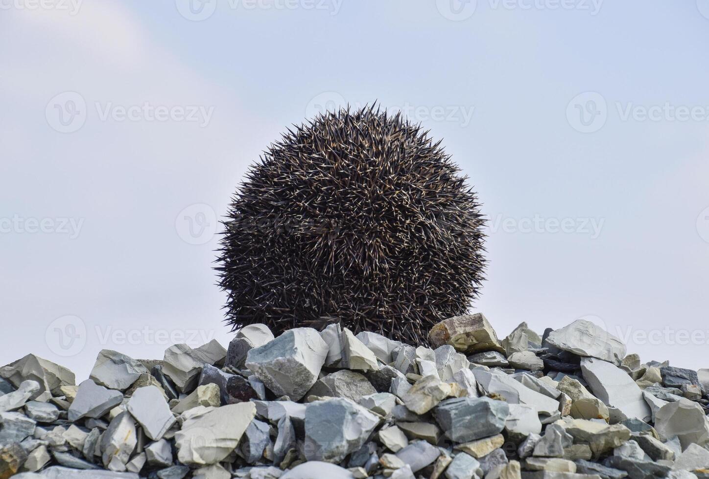 Hedgehog on a pile of rubble. Hedgehog curled up into a ball photo