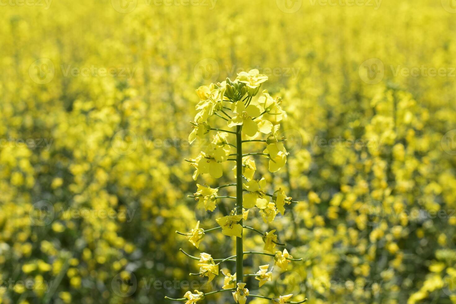 Rapeseed field. Background of rape blossoms. Flowering rape on the field. photo