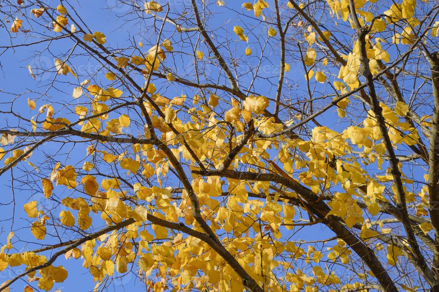 Yellow leaves of a linden. Yellowing leaves on the branches of a tree. Autumn background from leaves of a linden. Yellow autumn leaves photo