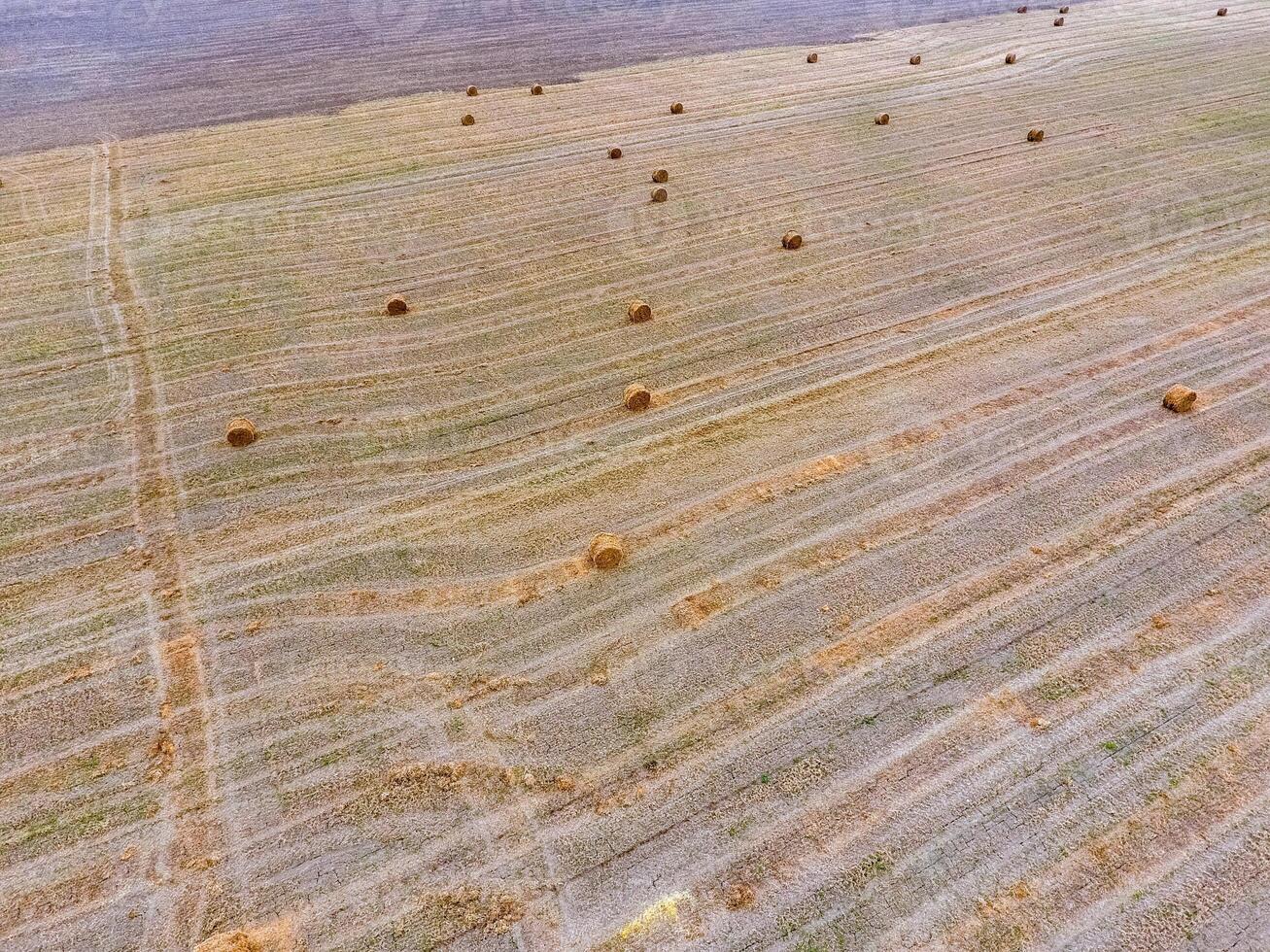 fardos de heno en el campo. cosecha heno para ganado alimentar. paisaje campo con heno foto