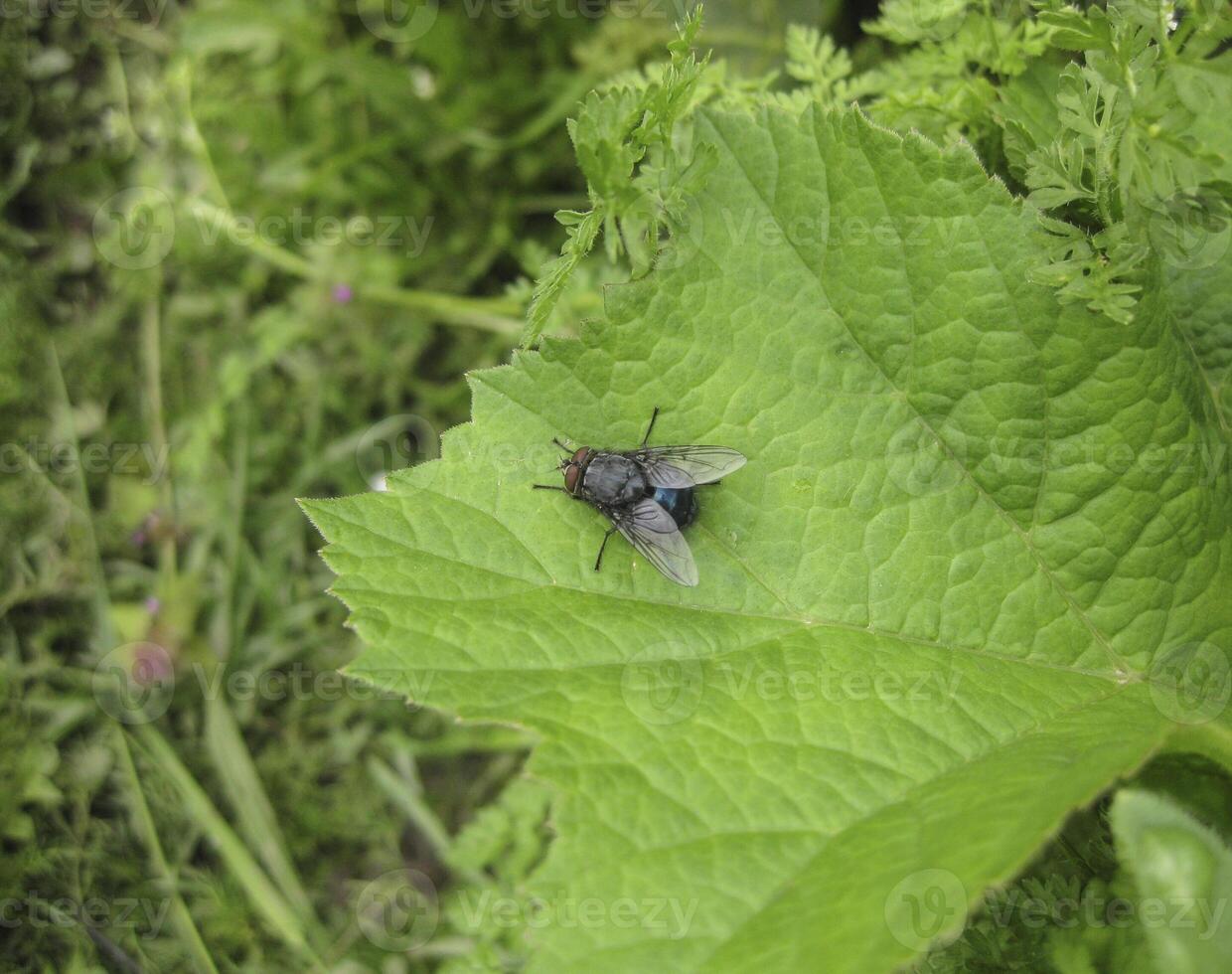 Fly on a leaf of  grass in a garden. photo