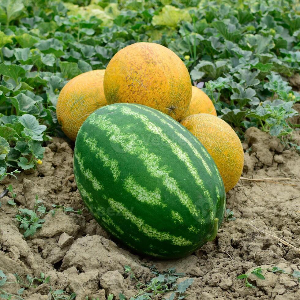 Ripe melon and watermelon the new harvest. photo