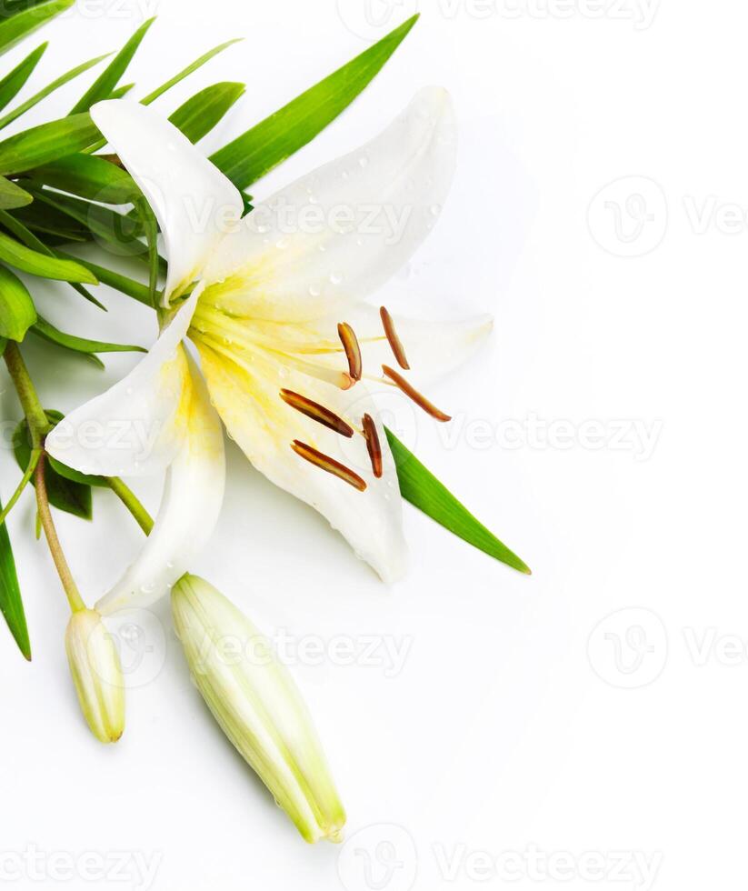 madonna lily isolated on a white background photo