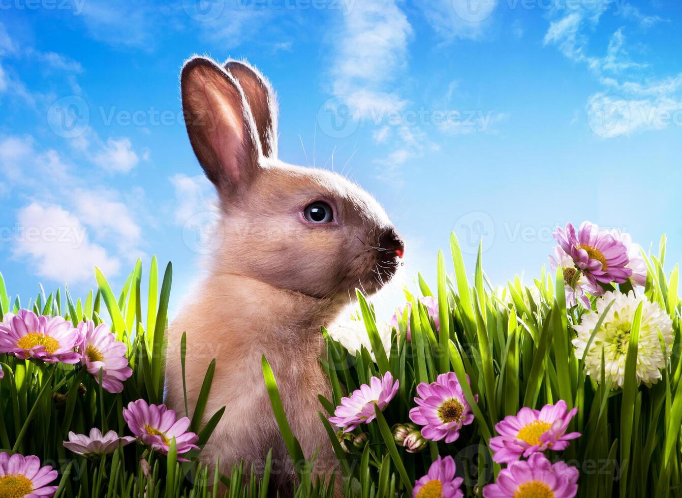 art baby Easter bunny on spring green grass photo