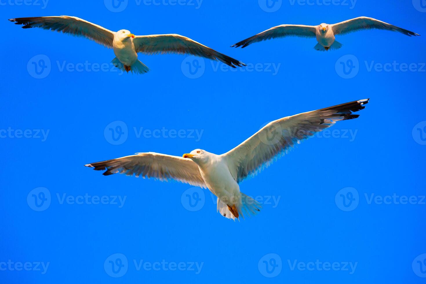 pájaros volando en el cielo foto