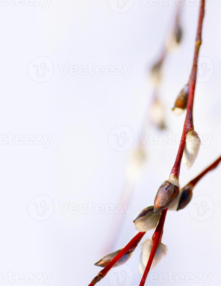 Arte primavera flor antecedentes foto