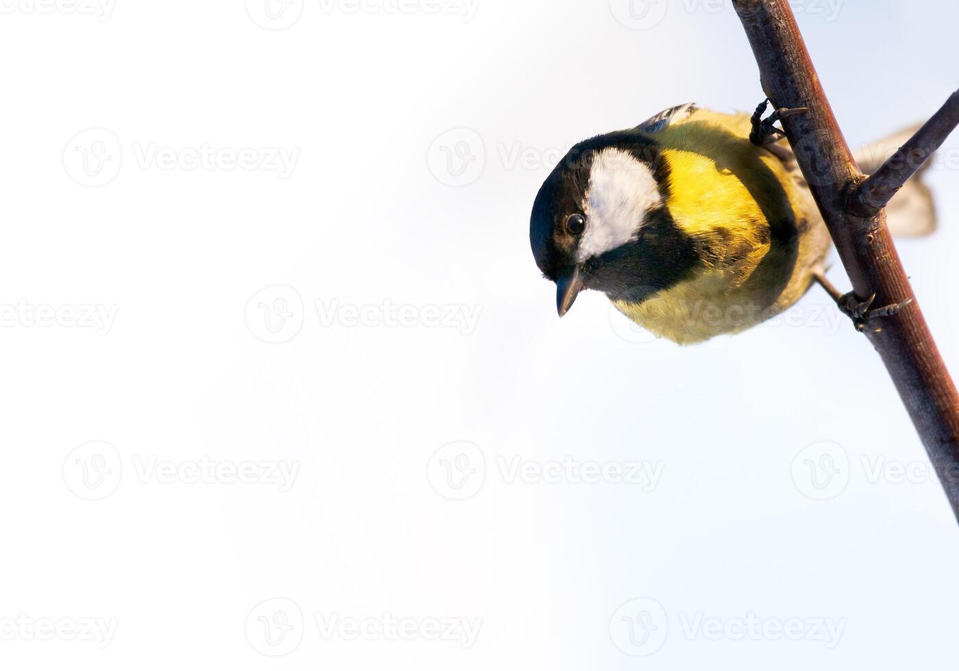 bird great tit on a branch looking down on white background photo