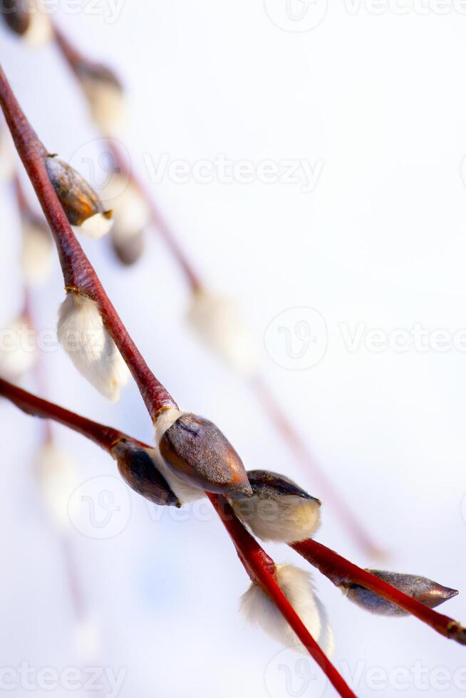 art spring flower background photo