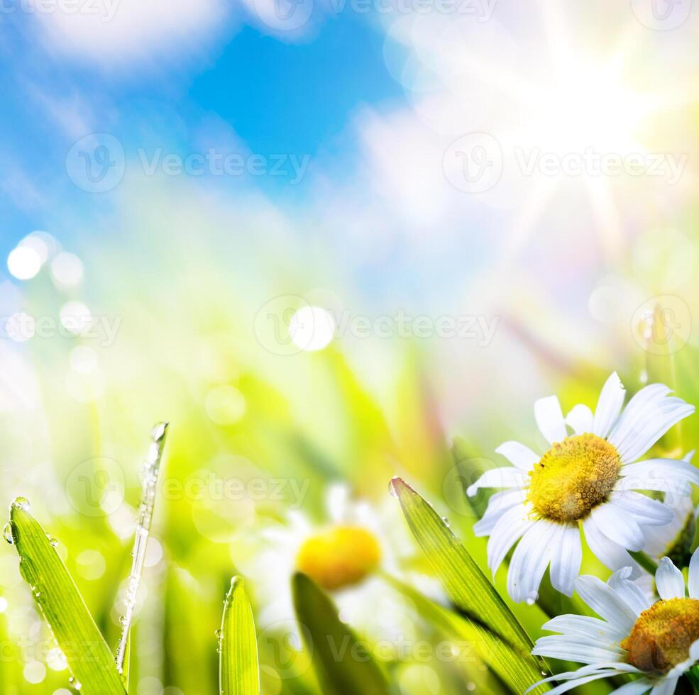 art abstract background springr flower in grass on sun sky photo