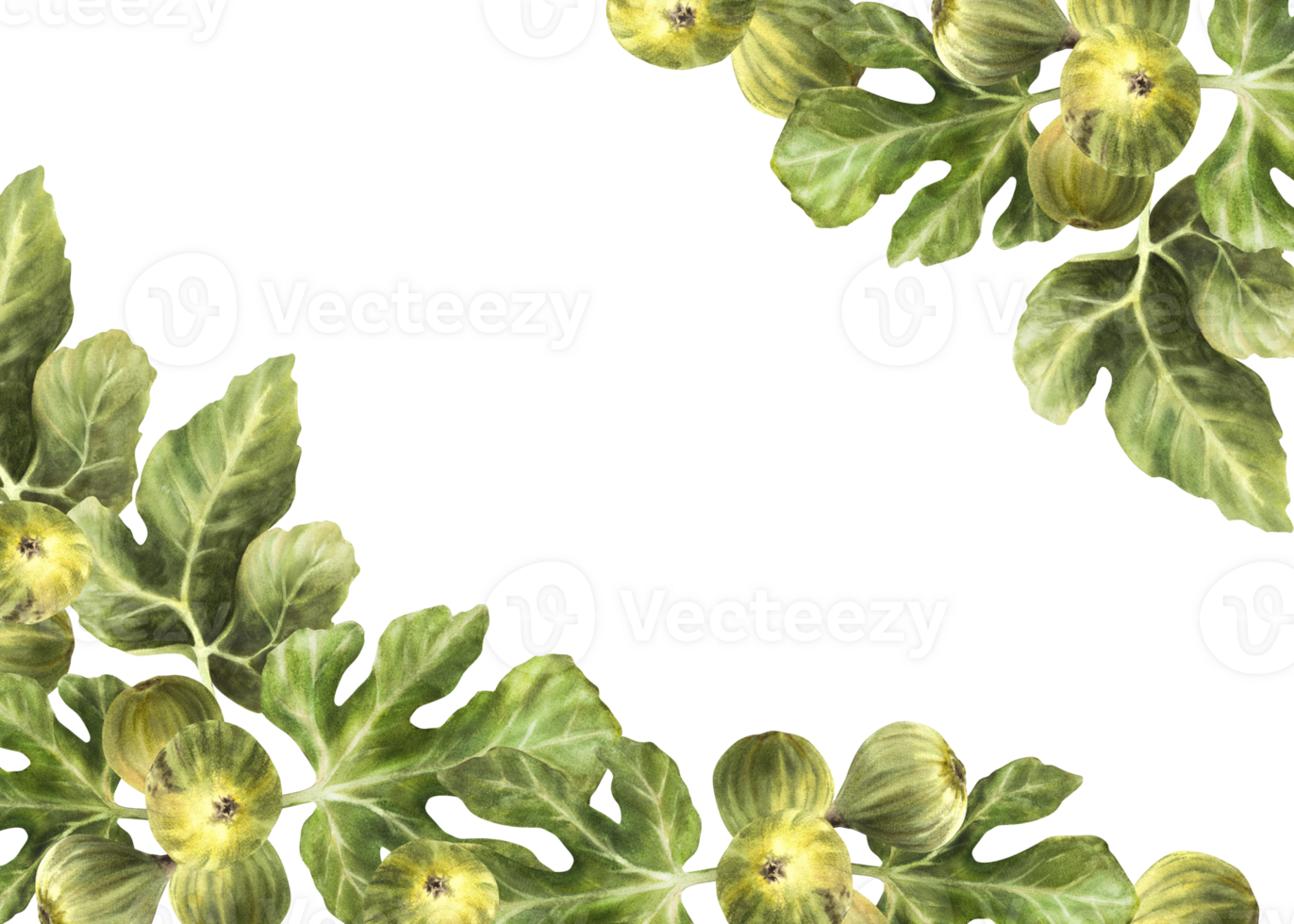 ramo di succoso, maturo verde fichi con le foglie e totale frutta cibo, pianta striscione, telaio, modello per marmellata etichetta, carta, prezzo etichetta Stampa mano disegnato acquerello illustrazione png