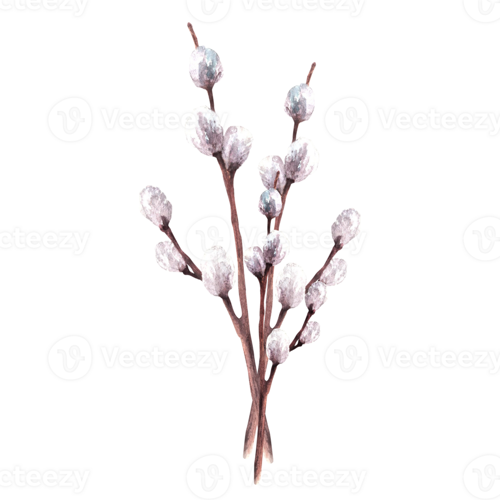 Flowering branches with willow bud - watercolor illustration for Catholic, Orthodox or Lutheran Easter decor, Palm Sunday, spring greeting cards and decor. Hand drawn clipart png