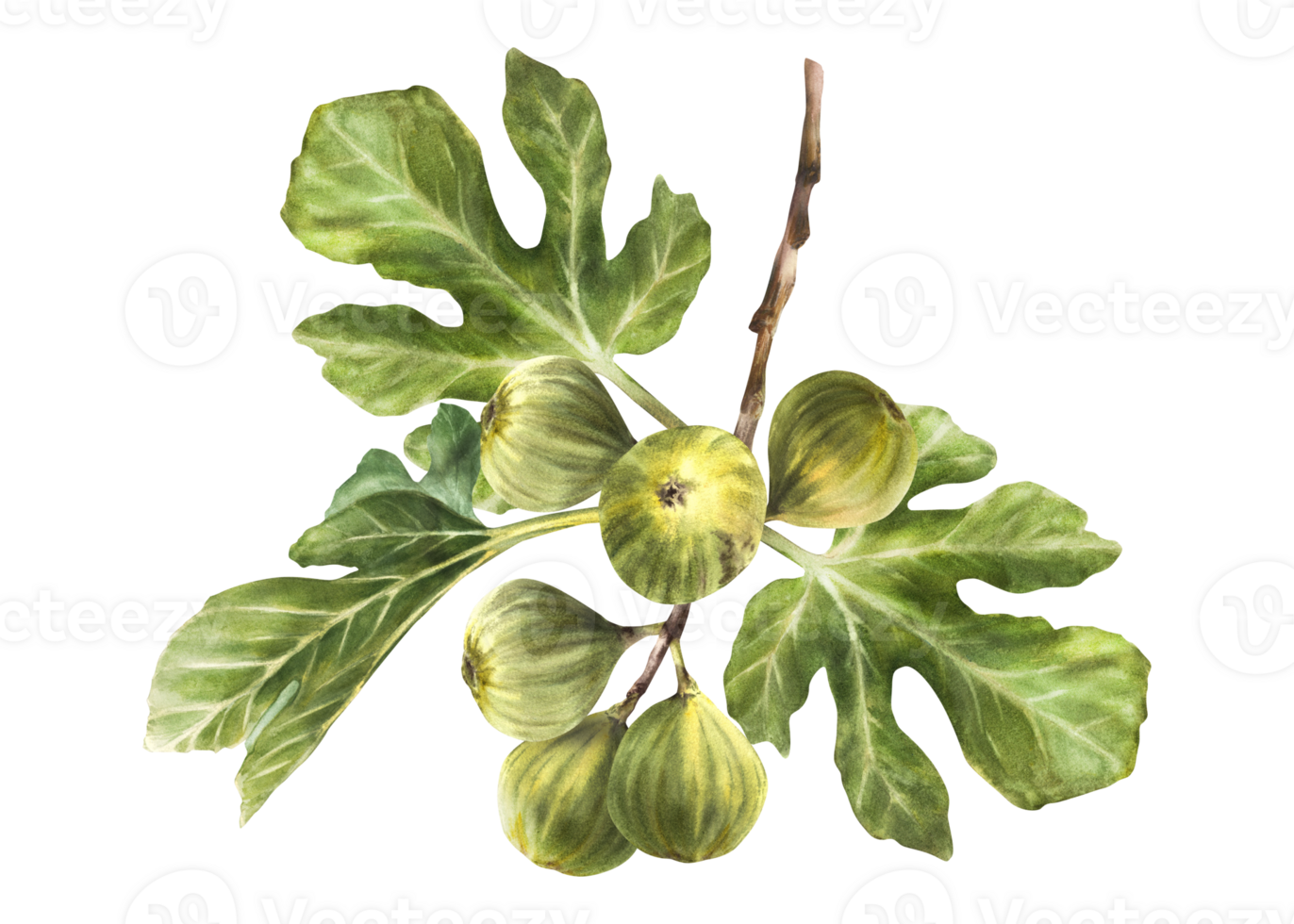Branch of juicy, overripe burst green figs with leaves and whole fruit Food plant, botanical clipart for card jam label, sticker, price tag Hand drawn watercolor illustration png