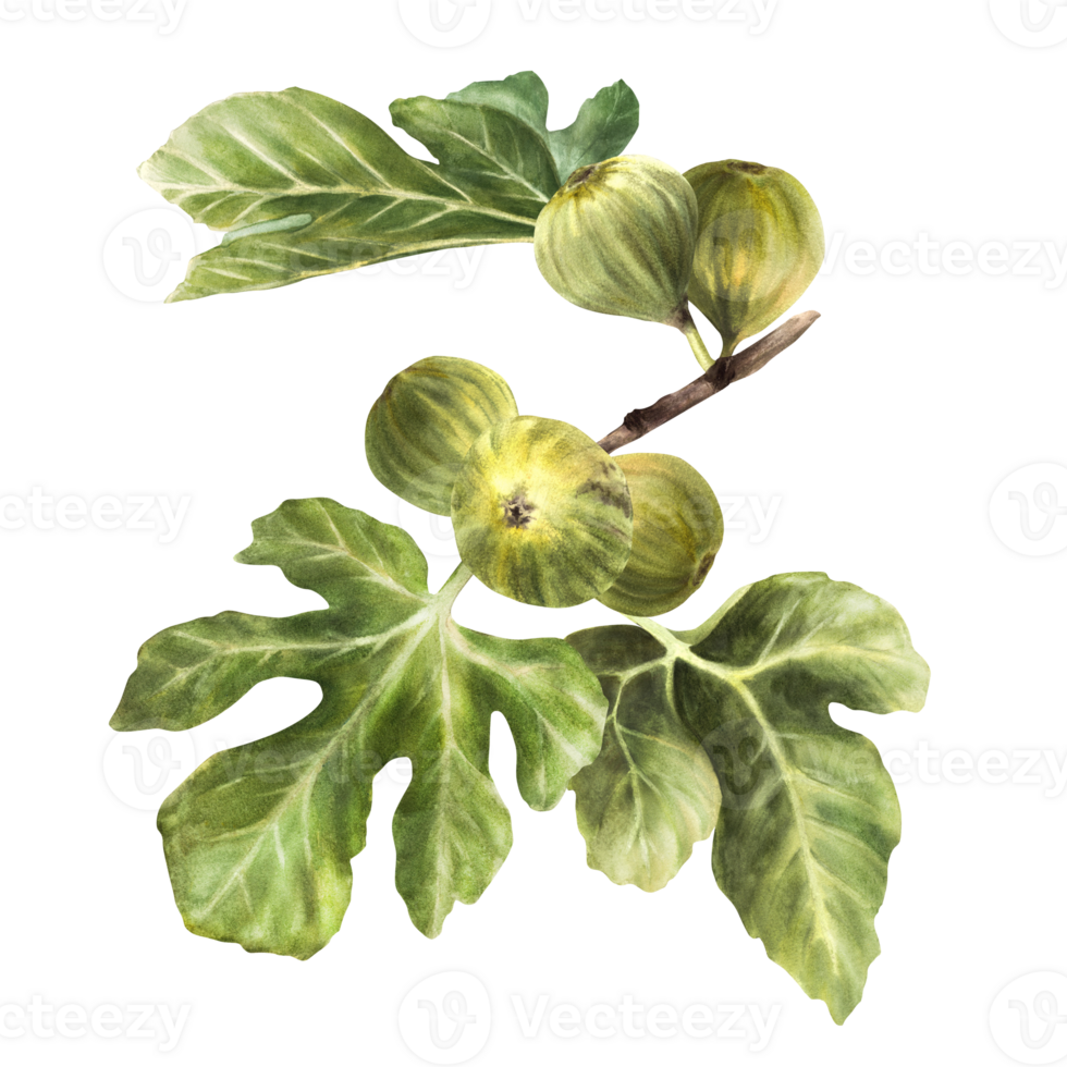 A branch of juicy, ripe green figs with leaves and whole fruit. Hand drawn watercolor illustration png