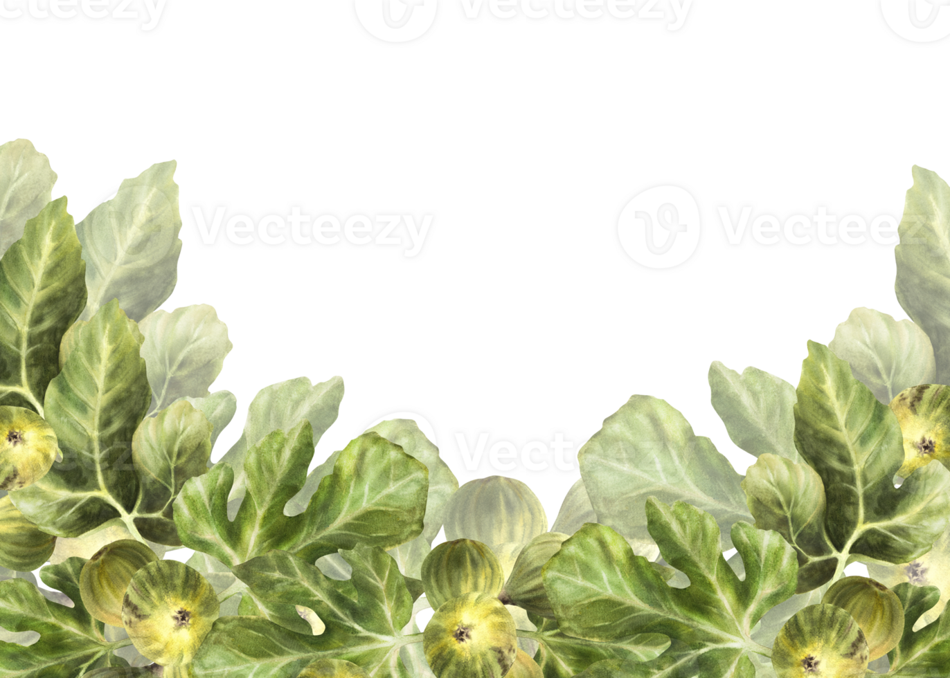 ramo di succoso, maturo verde fichi con le foglie e totale frutta cibo, pianta striscione, telaio, modello per marmellata etichetta, carta, prezzo etichetta Stampa mano disegnato acquerello illustrazione png