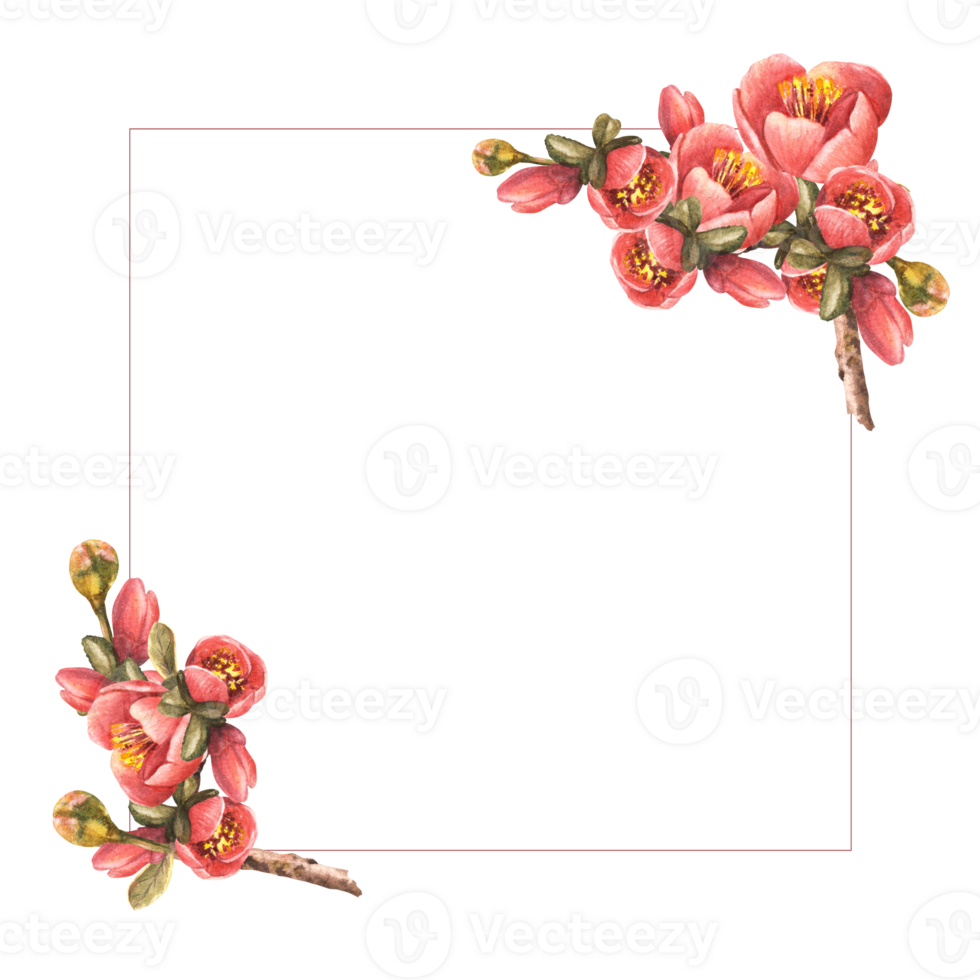 Aquarell Hand gezeichnet Rahmen von Blumen, Knospen, Blätter von Quitte oder Apfel, Birne. Illustration Clip Art png