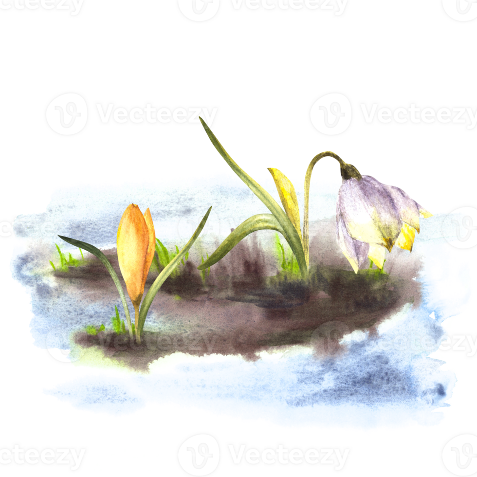 Primary flowers watercolor painted clipart illustration Arrival of spring Awakening of nature after winter Melting snow, yellow crocuses snowdrops sprouting through the snow png
