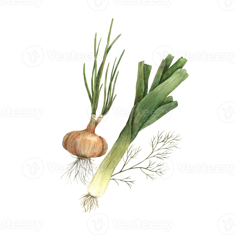 Watercolor composition with onions and dill. Hand-drawn botanical illustrations on an isolated background, It can be used in printing design, for postcards, wallpaper, fabrics, menu. png