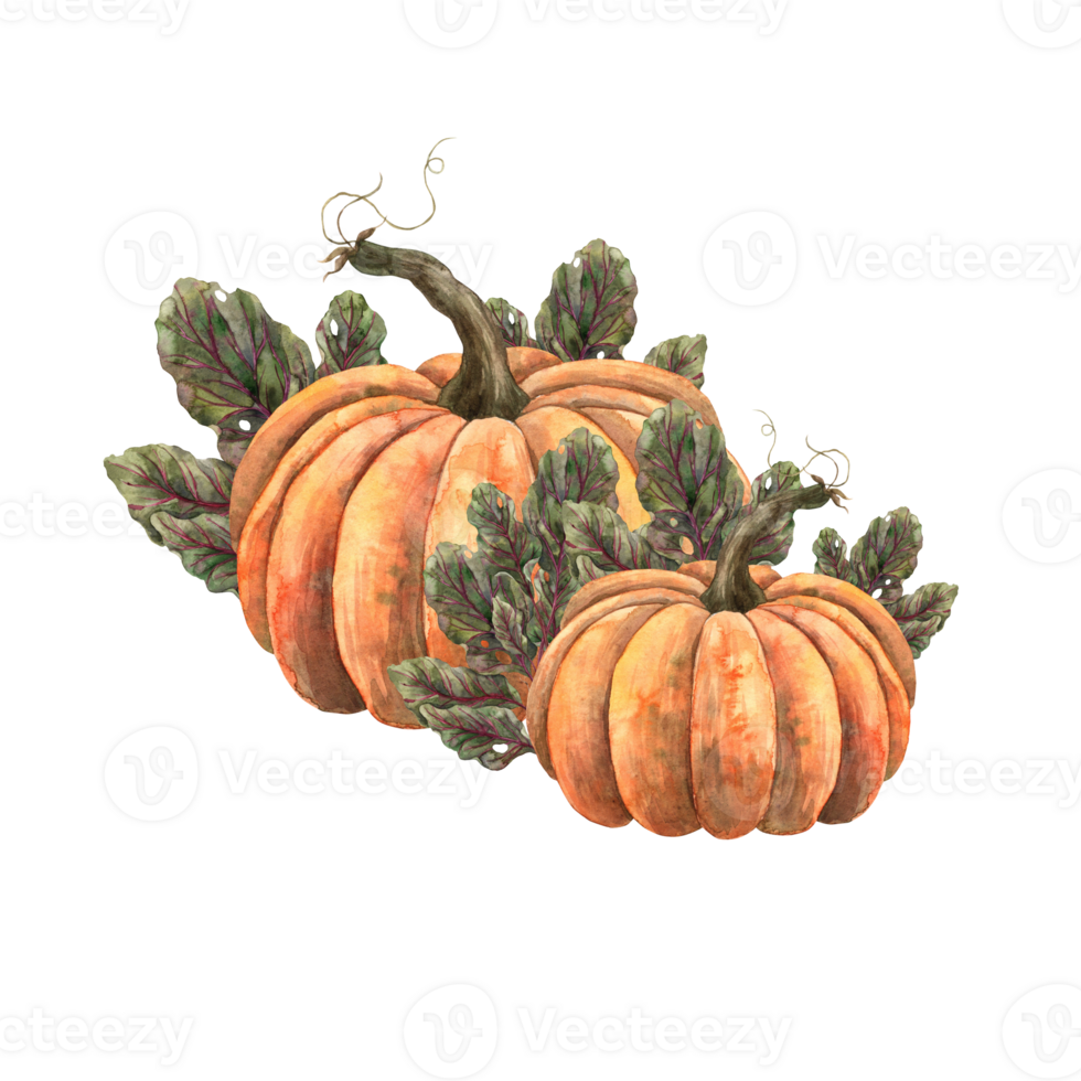 Watercolor pumpkin with green beets and onions. Hand-drawn botanical illustrations on an isolated background. For the autumn harvest festival or Halloween. Can be used in printing design. png