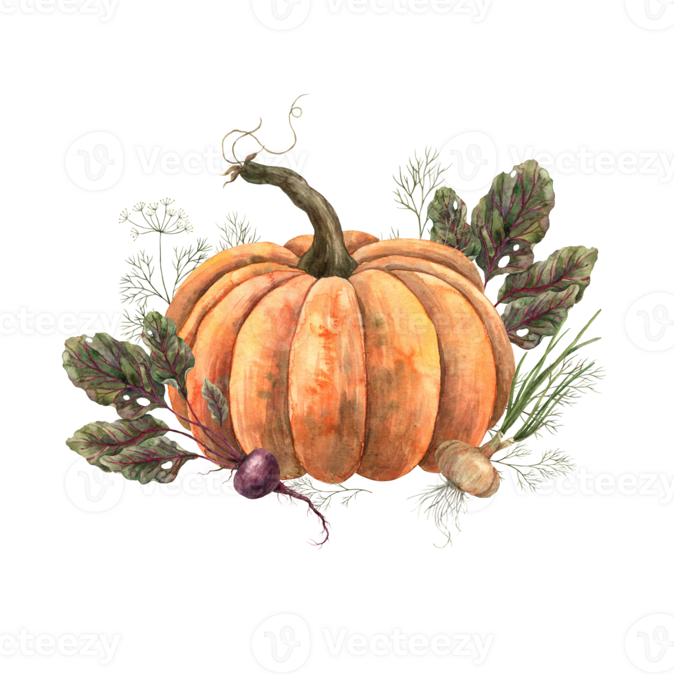 Watercolor pumpkin with green beets and onions. Hand-drawn botanical illustrations on an isolated background. For the autumn harvest festival or Halloween. Can be used in printing design. png