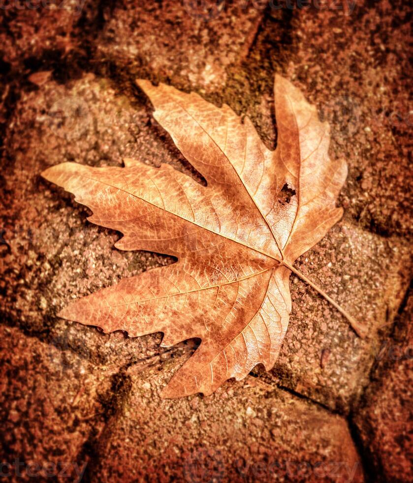 Maple leaf on brick wall photo