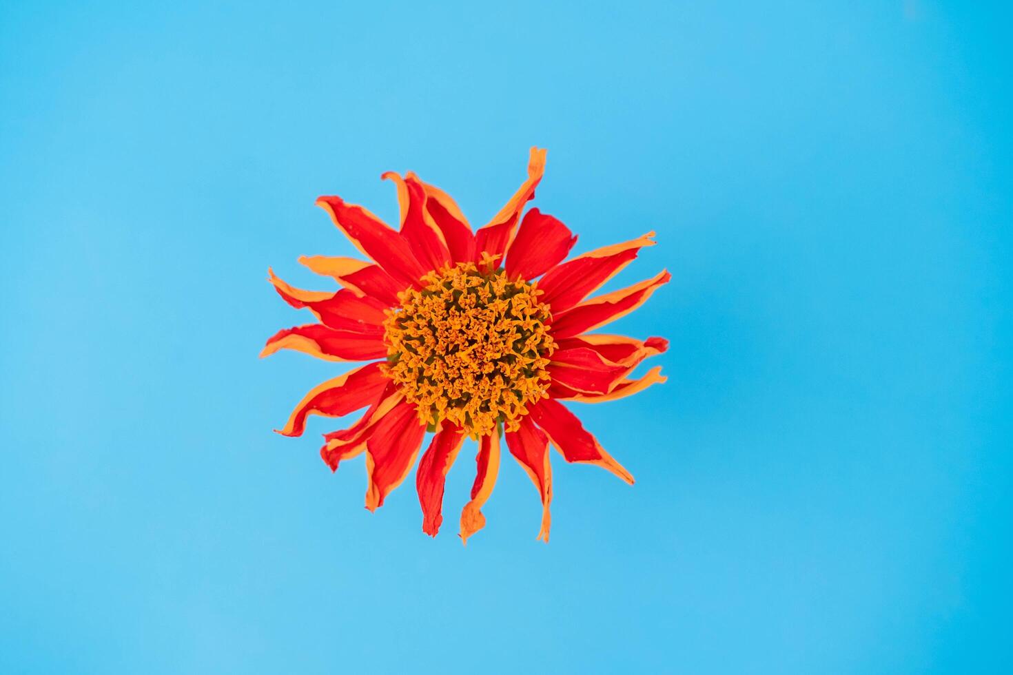 Close up of blooming red flowers and time lapse of withered flowers on bright color background. photo