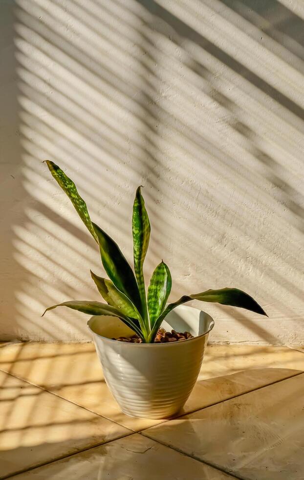 Snake Plant in a white pot on the floor photo