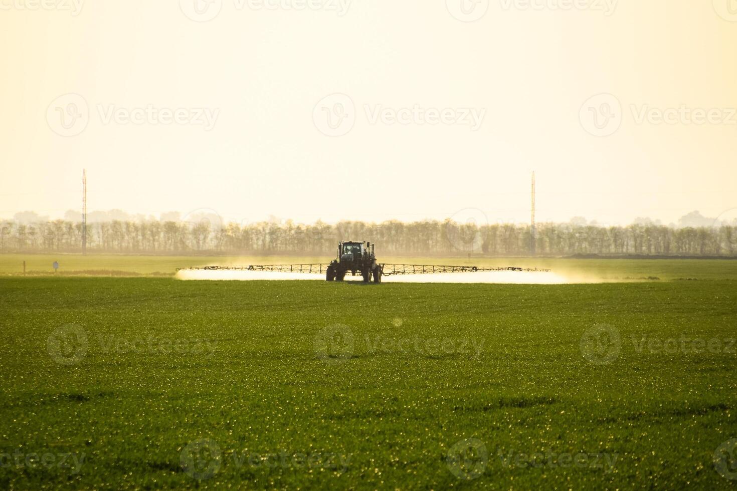 tractor with the help of a sprayer sprays liquid fertilizers on young wheat in the field. photo